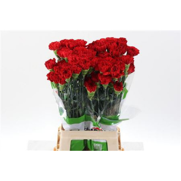 Dianthus St Red Gransole 70cm A1