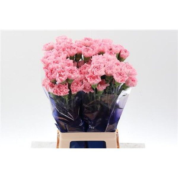 Dianthus St Marvellous Hi 70cm A1