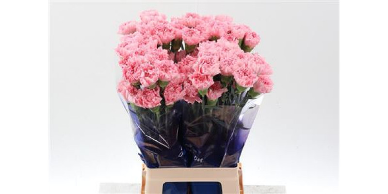 Dianthus St Marvellous Hi 70cm A1