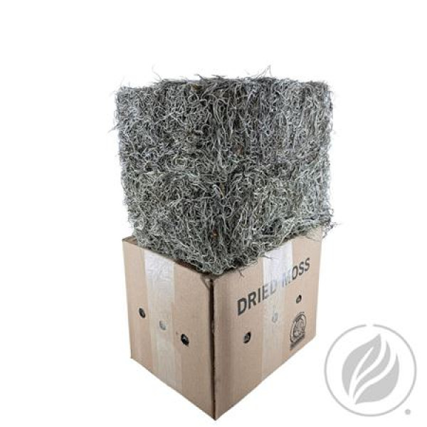 Tillandsia Grof  