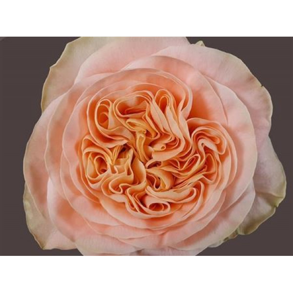 Rose Gr Garden Candice 60cm A1