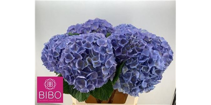 Hydrangea M Blink Bl 80cm A1