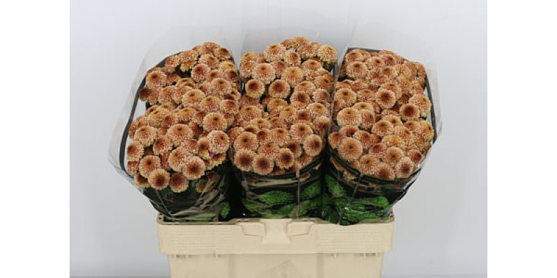 Chrysanthemums S Aaa Doria Salm 55cm A1 Col-Peach