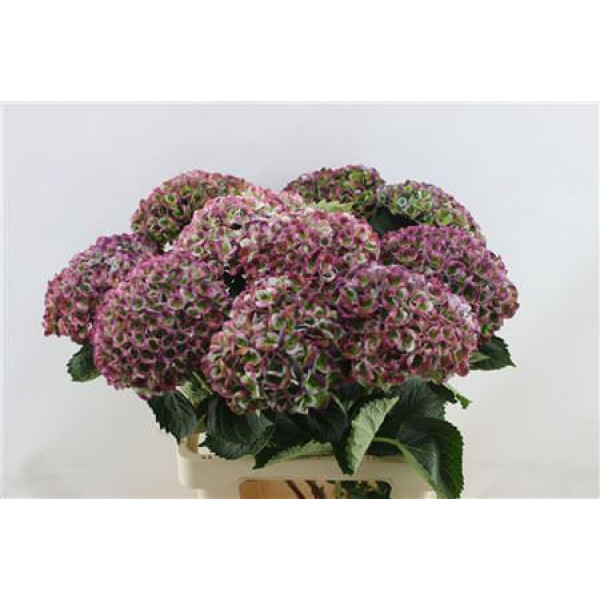 Hydrangea M Revo Cl Pu 65-17 65cm A1