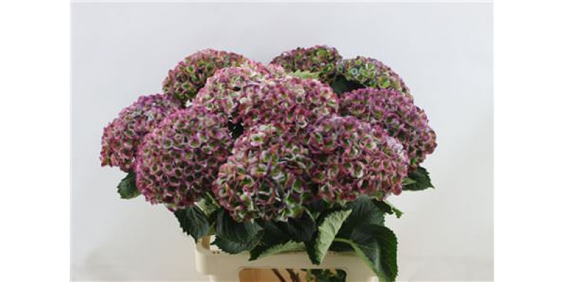 Hydrangea M Revo Cl Pu 65-17 65cm A1