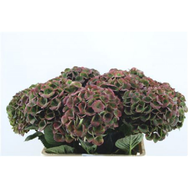 Hydrangea M Charlot Cl 60-18 65cm A1