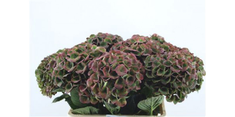 Hydrangea M Charlot Cl 60-18 65cm A1