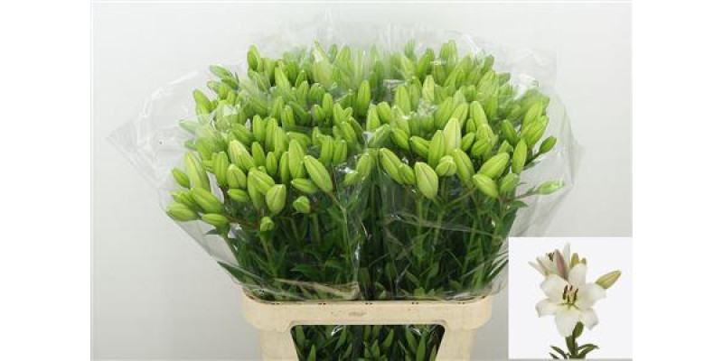 Lillys La Parrano 90cm A1