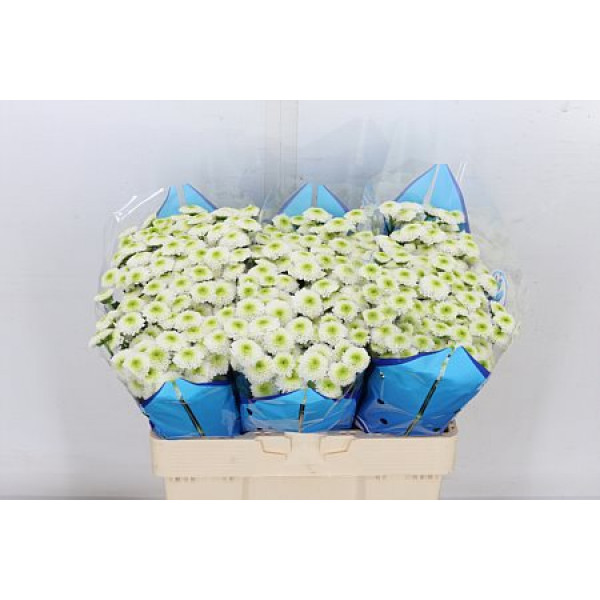 Chrysanthemums S Maverick White 55cm A1 Col-White