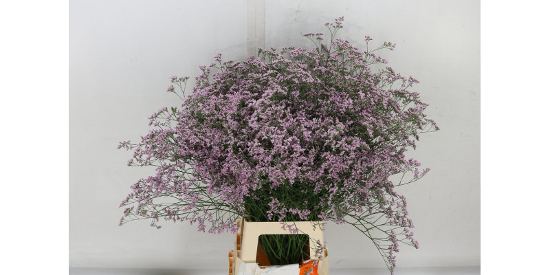 Limonium Saf Oshi Pink 80cm A1 Col-Pink