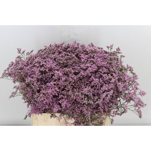 Limonium Saf Oshi Pink 60 A1Pink