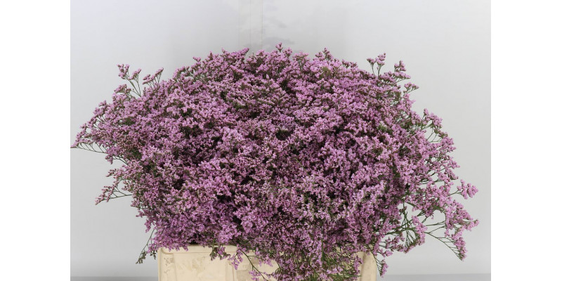 Limonium Saf Oshi Pink 60 A1Pink