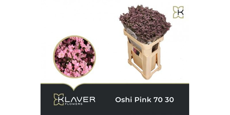 Limonium Saf Oshi Pink 70cm A1