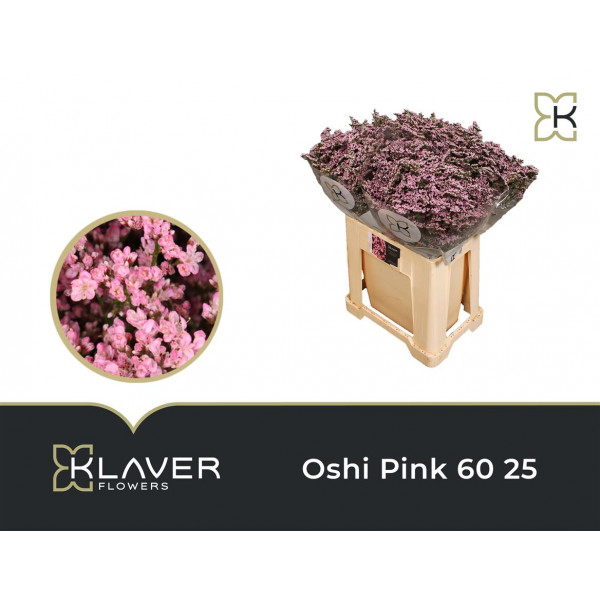 Limonium Saf Oshi Pink 60cm A1