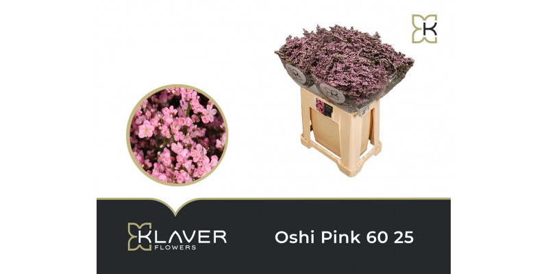 Limonium Saf Oshi Pink 60cm A1