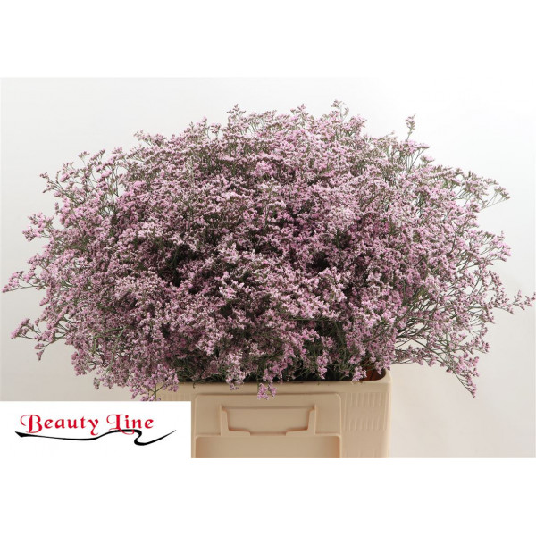 Limonium Saf Oshi Pink 70cm A1