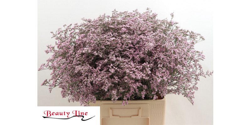 Limonium Saf Oshi Pink 70cm A1