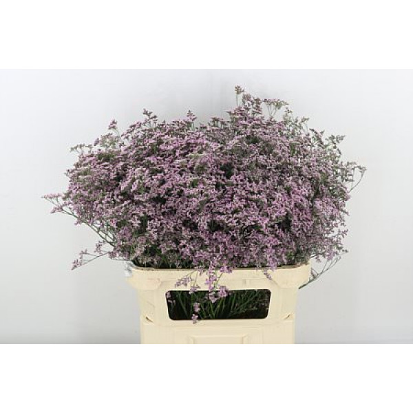 Limonium Saf Oshi Pink 80cm A1