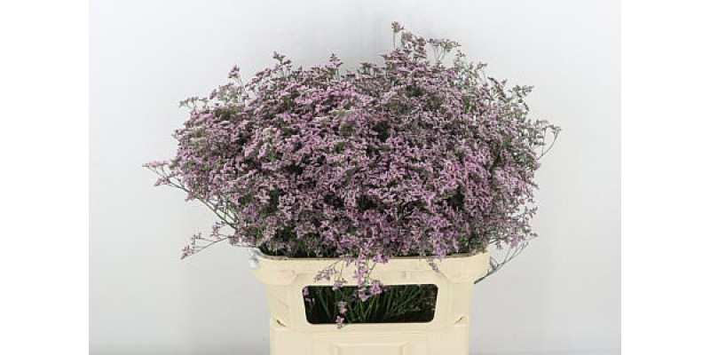 Limonium Saf Oshi Pink 80cm A1