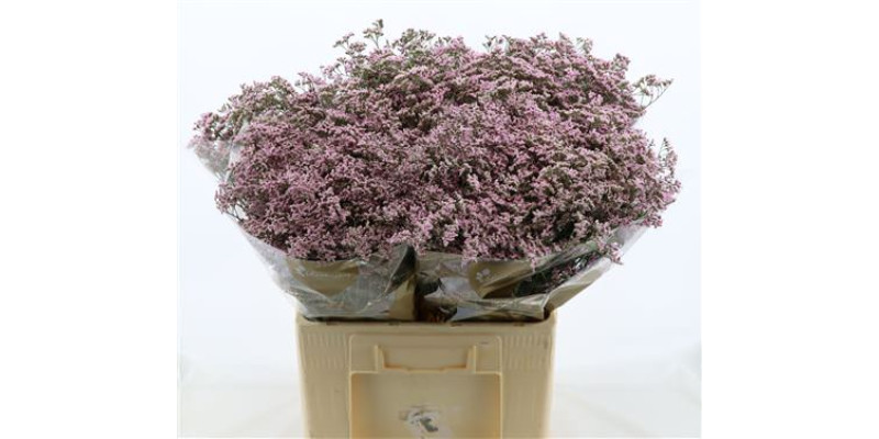 Limonium Saf Oshi Pink 60 cm  A1