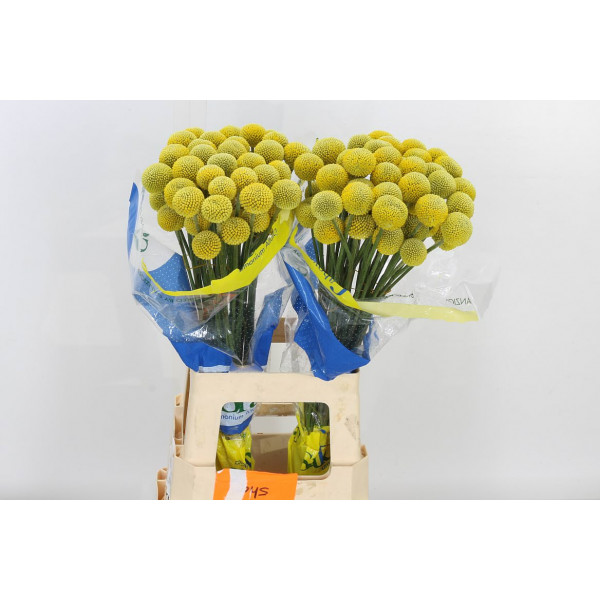 Craspedia Paint Pop 70cm A1 Col-Yellow