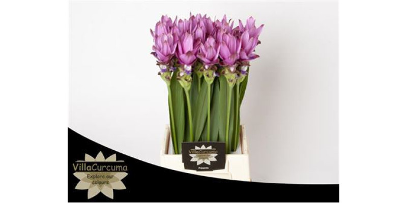Curc Al Siam Supreme 70 cm  A1