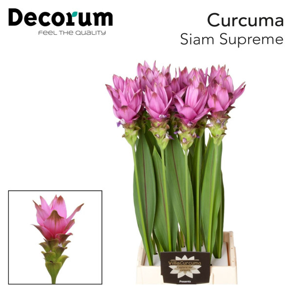 Curc Al Siam Supreme 70 cm A1