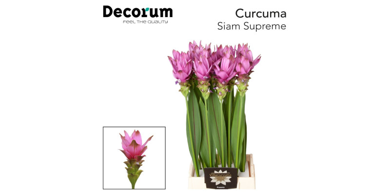 Curc Al Siam Supreme 70 cm A1