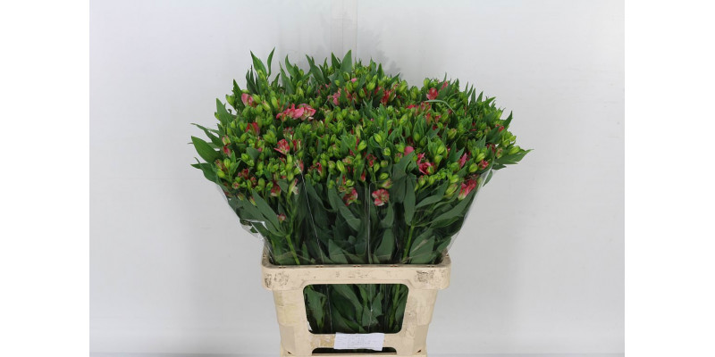 Alstromeria Flor Charmelia Blush New 60cm A1 Col-White Pink