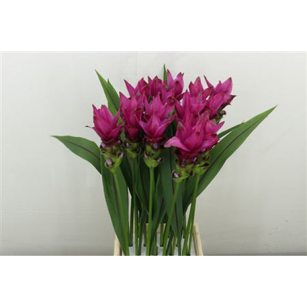 Curc Al Siam Soul 60 cm A1