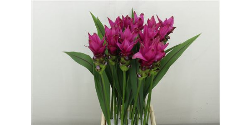 Curc Al Siam Soul 60 cm A1