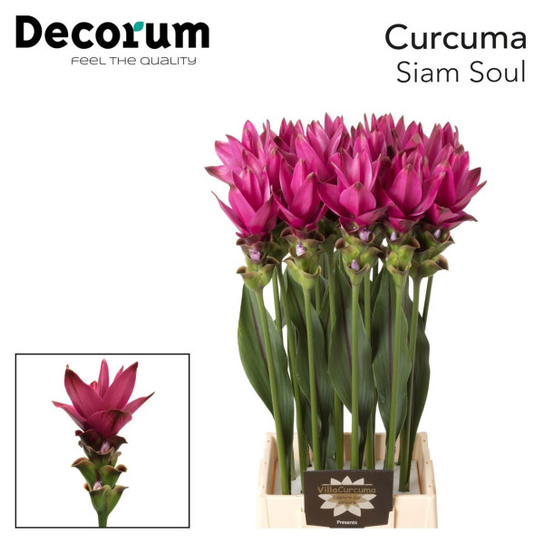 Curc Al Siam Soul (donker Lila) 70 cm A1