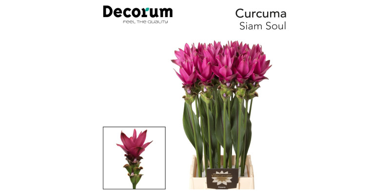 Curc Al Siam Soul (donker Lila) 70 cm A1