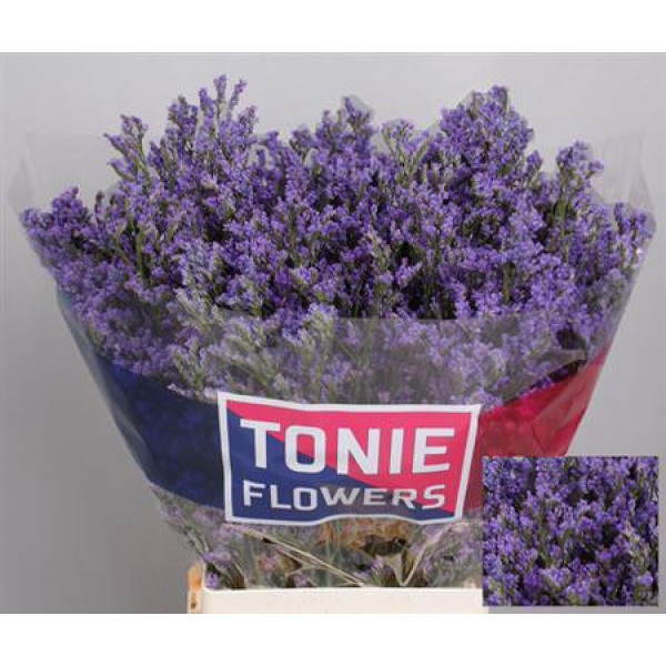 Limonium Sin Kansas Blue 70cm A1