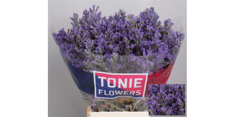 Limonium Sin Kansas Blue 70cm A1