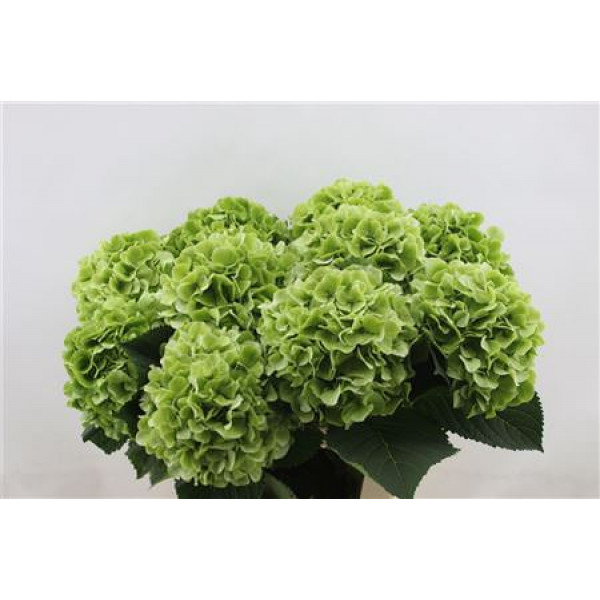 Hydrangea M Whi Verena Cl 60-19 60cm A1