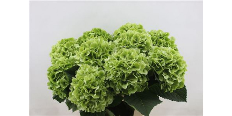 Hydrangea M Whi Verena Cl 60-19 60cm A1