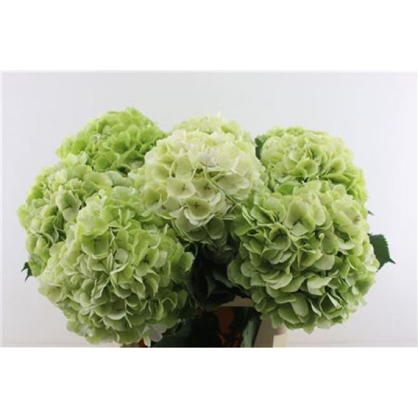 Hydrangea M Verena Green Cl 24 80cm A1