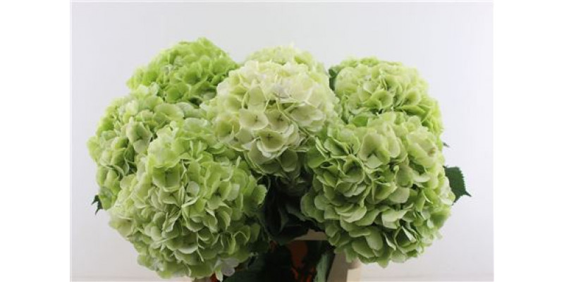 Hydrangea M Verena Green Cl 24 80cm A1