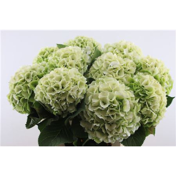 Hydrangea M Verena Lemon Cl 80-23 80 cm A1