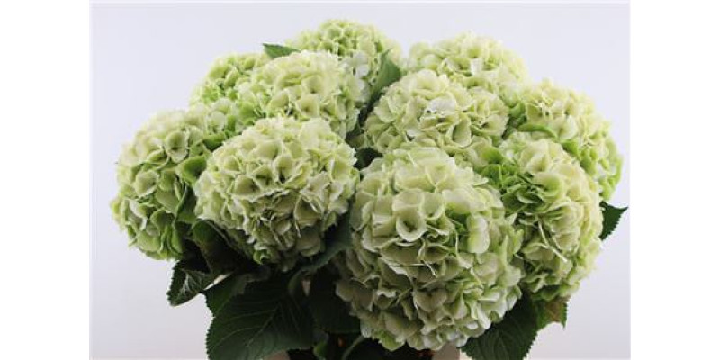 Hydrangea M Verena Lemon Cl 80-23 80 cm A1