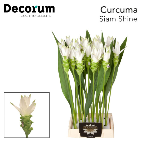 Curc Al Siam Shine 70 cm A1