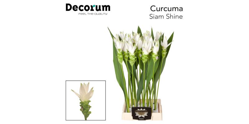 Curc Al Siam Shine 70 cm A1