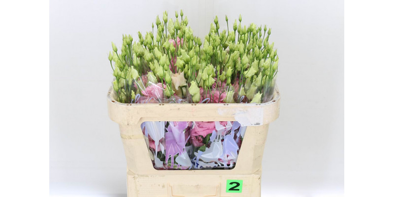 Lisianthus G Alissa Rose 70cm A1 Col-Pink