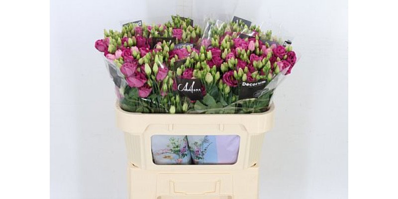 Lisianthus G Rosi Red 72cm A1 Col-Red