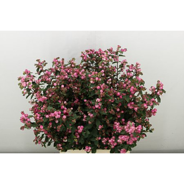 Sympho Mag Ruby Fall 80 cm A1