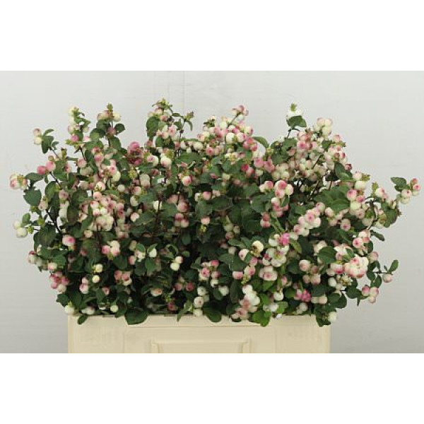 Sympho Mag Rose Ri Hood 60 cm A1