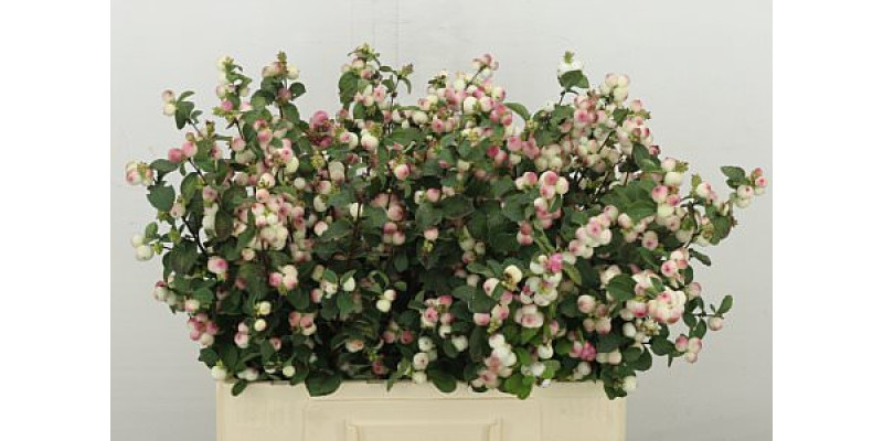 Sympho Mag Rose Ri Hood 60 cm A1