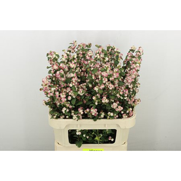 Sympho Mag Rose Ri Hood 80 cm A1