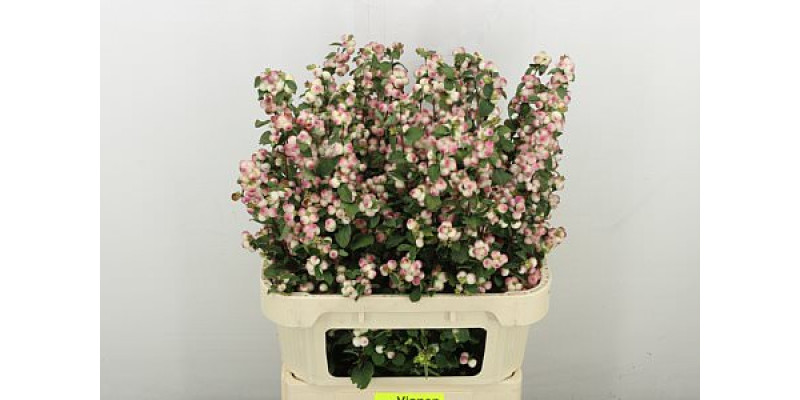 Sympho Mag Rose Ri Hood 80 cm A1